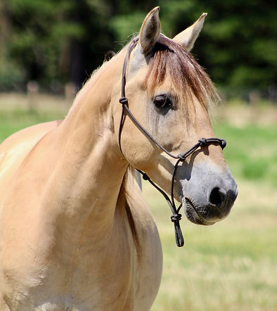14.2HH | 12 Year Old