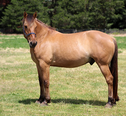 15.2HH | 8 Year Old