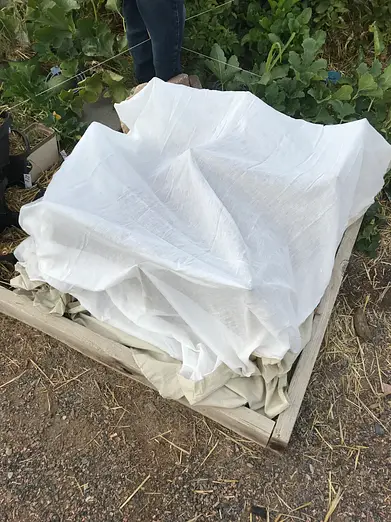 A sheet is used to protect plants from pests