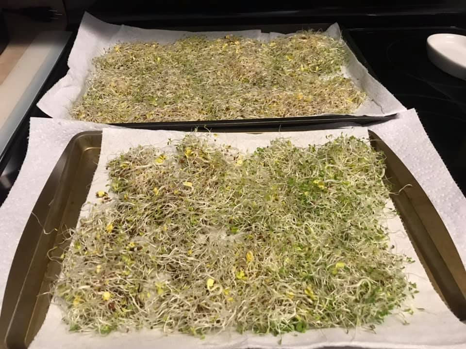 Fresh sprouts are dried before storing in the refrigerator