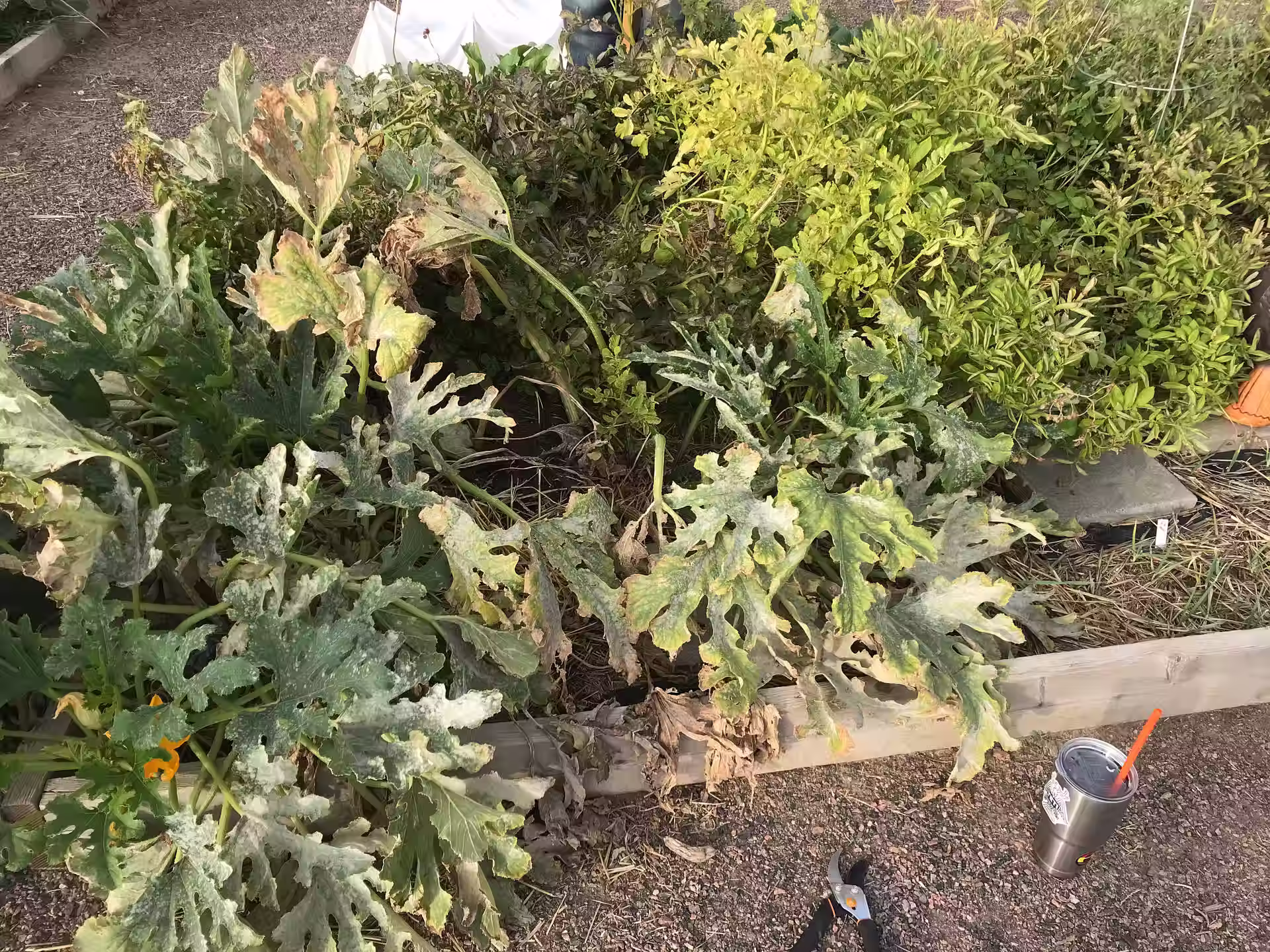 Green kale grows in the garden