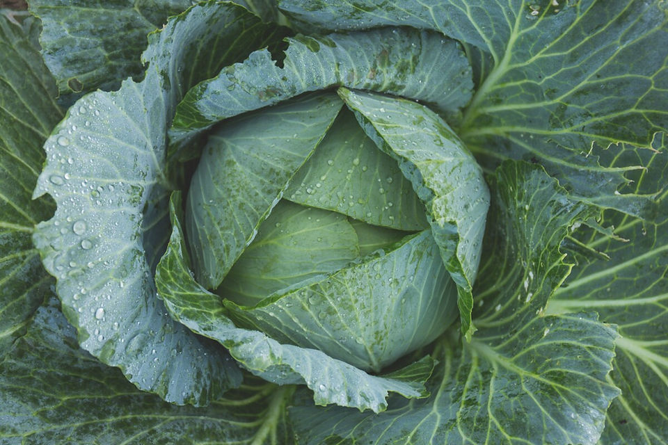 A cabbage is ready to be eaten