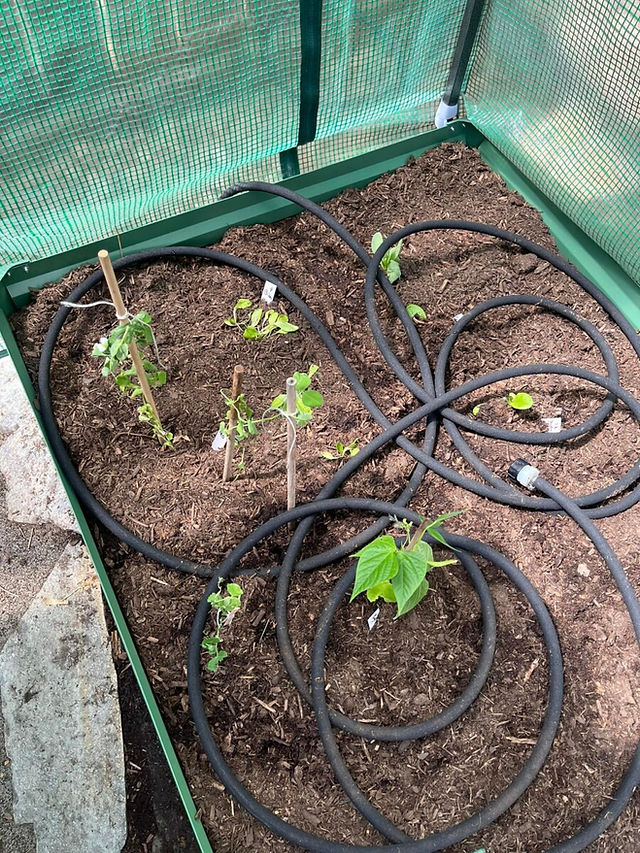 A soaker hose is being added to a green house bed