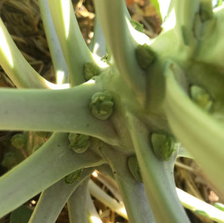 Brussels sprout growth
