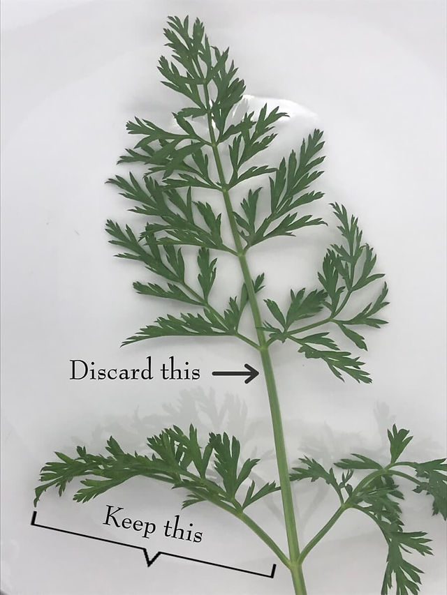 Diagram of carrot top shows what to keep or discard for the pesto