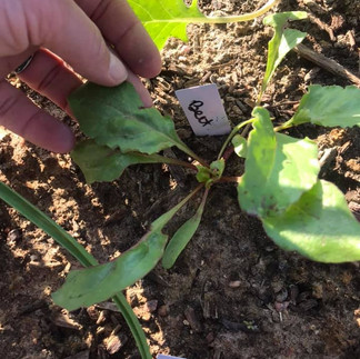 Beet greens are growing in the garden