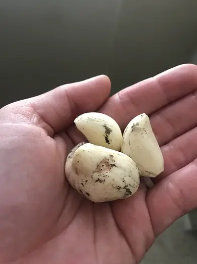 Fresh garlic from the garden