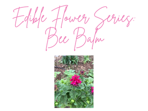 Grow What Pollinators Love - Beautiful Bee Balm