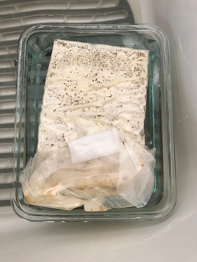 Day 1 - soaking mushroom kit
