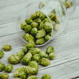 Hops freshly harvested fall out of a jar onto a table
