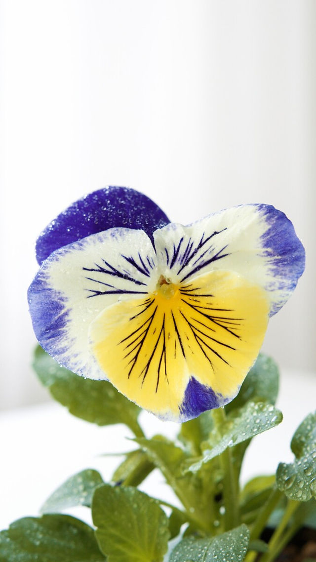 A beautiful blue & yellow striped pansy grows in the garden