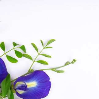 Purple butterfly pea flower
