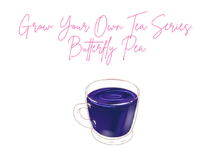 Reward Yourself By Growing Beautiful Butterfly Pea Flower