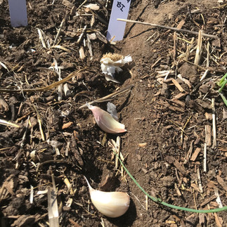 Garlic is ready to plant