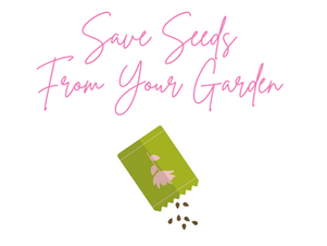 The Simple Way To Save Seeds From Your Garden This Year