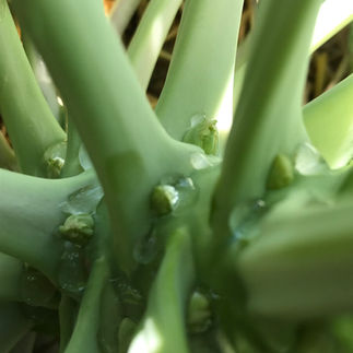 Brussels sprout growth