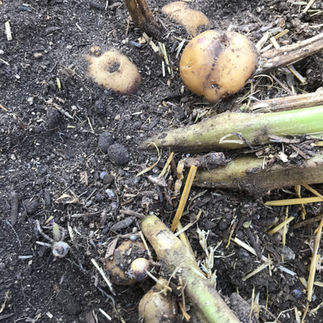 Getting ready to harvest potatos