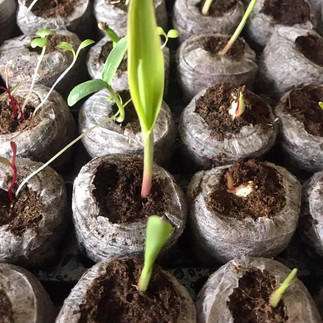 Corn sprouts in greenhouse