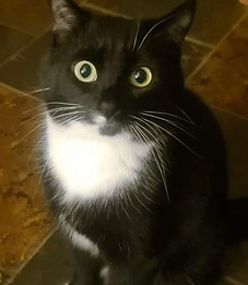 Nala- original photo