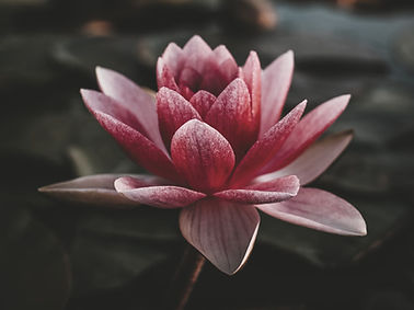Flower Package