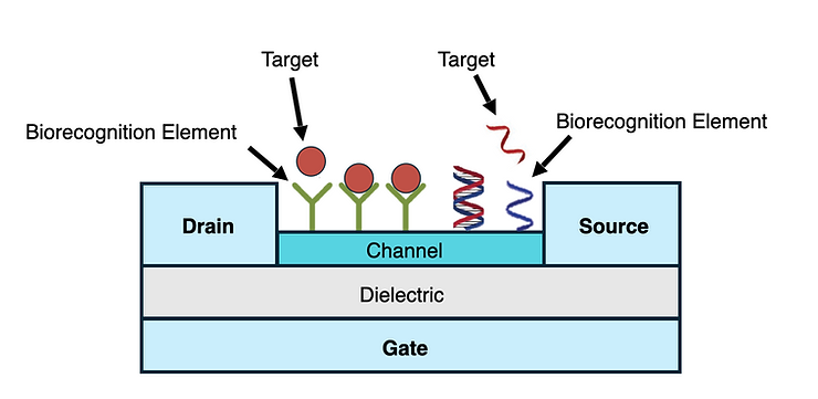 An infographic illustrating the structure and appearance of a Bio-FET chip.