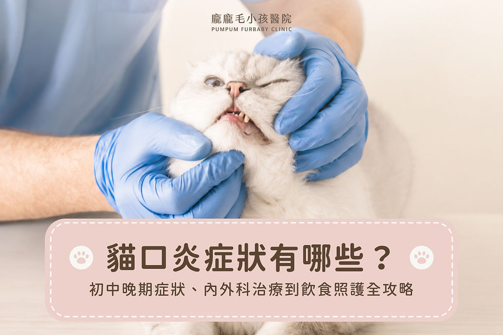 貓口炎症狀有哪些?初中晚期症狀、內外科治療到飲食照護全攻略
