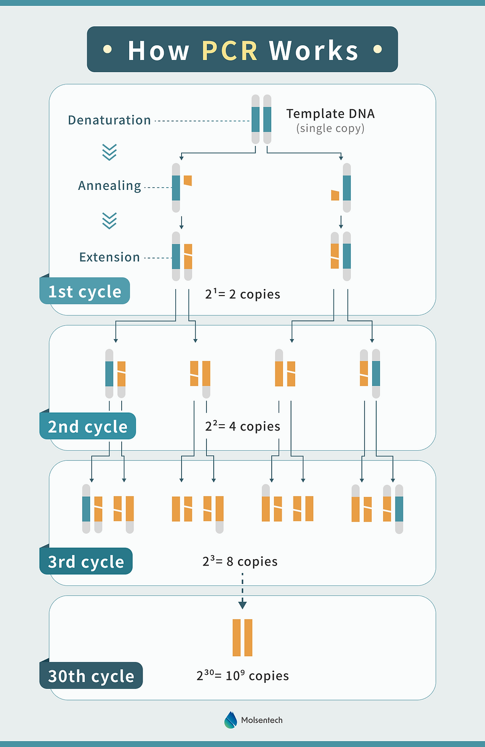 A workflow chart showing how PCR works: Denaturation, Annealing, and Extension with multiple cycles afterwards.