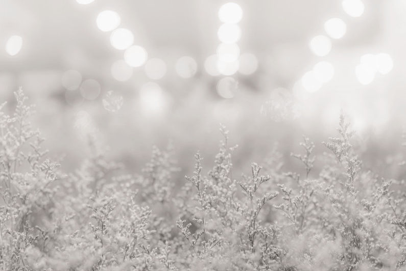 Boku-lights-grass-grey_edited.jpg