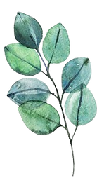 Plant symbolizing personal growth and nervous system regulation through trauma-informed coaching, IFS, and Somatic Experiencing.