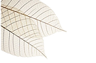 Sheer leaf_edited_edited.png