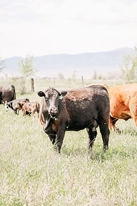 Heifers-7.jpg