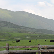05341f_f0b681ffc08248c9b9f856756ddf539b~mv2.jpg