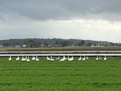 白鳥ドライブ(射水市大門二口地区)