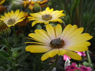 Common Daisy