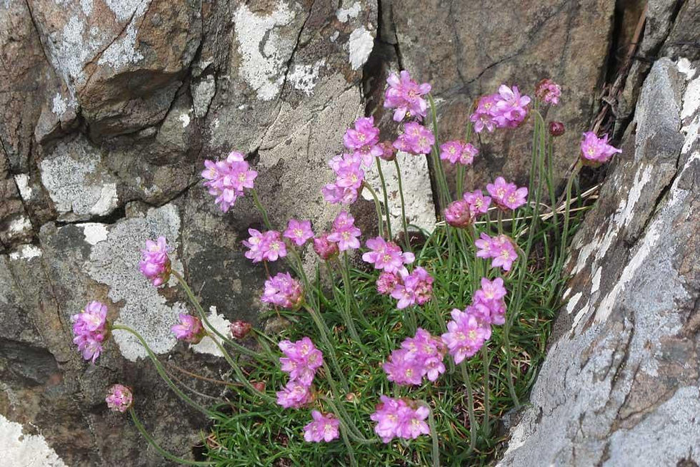 Kalmia procumbens