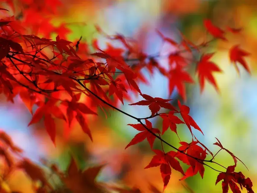 Japanese Maples