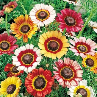 Common Daisy