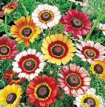 Daisy (Wild)