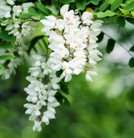 Acacia (White)
