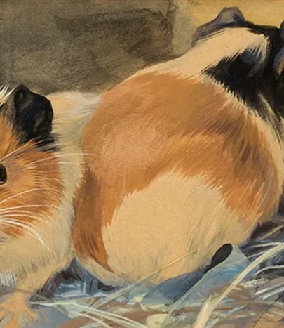 The Guinea Pig Historical Art Museum