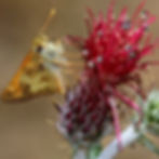 Secret Language of Flowers