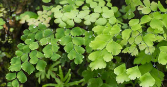 maidenhair-fern-1200-630-FB-20190731-min.jpeg