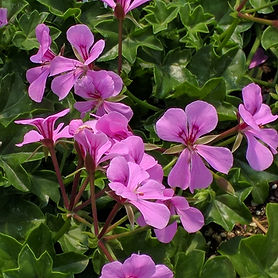 Ivy Geranium
