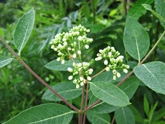 dogbane.jpeg