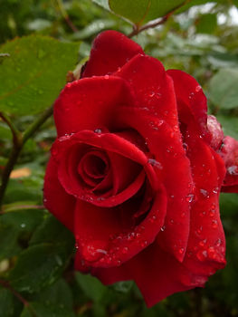 Pride of England Rose