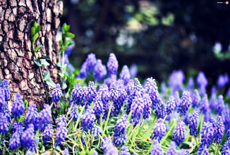 Hyacinths