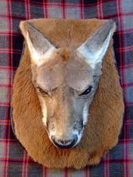 Kangaroo