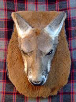 Kangaroo
