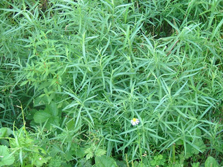 wildtarragon.jpeg