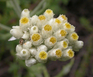 cudweed.jpeg